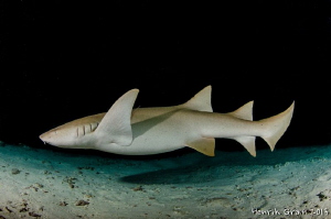Pregnant Nurse Shark by Henrik Gram Rasmussen 